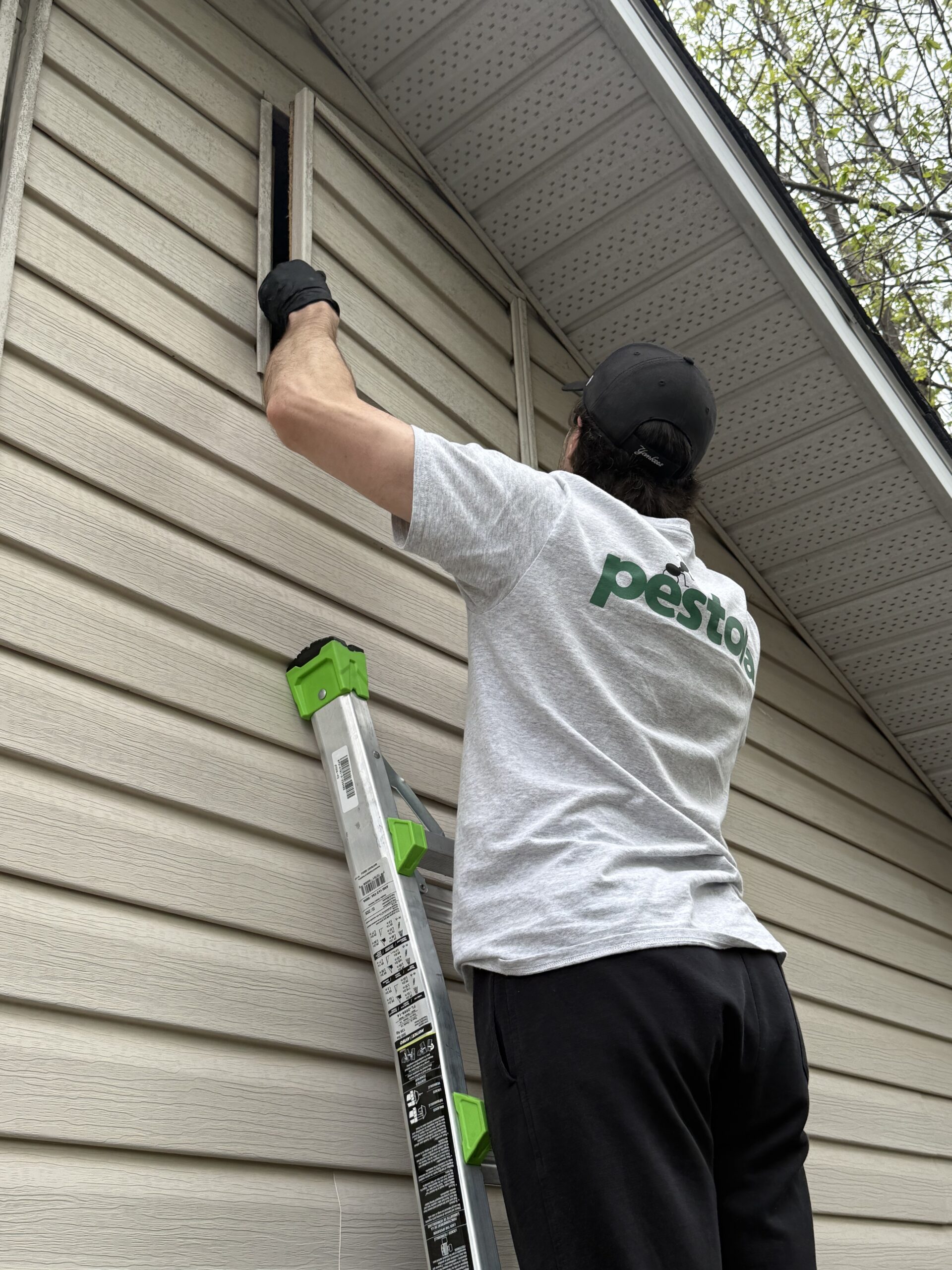 Pestora team at work