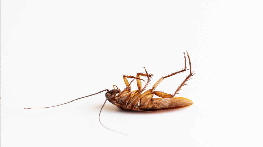 comment-se-debarrasser-des-coquerelles