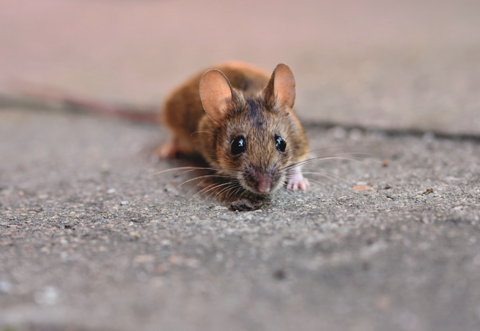 combien-coute-un-exterminateur-de-souris