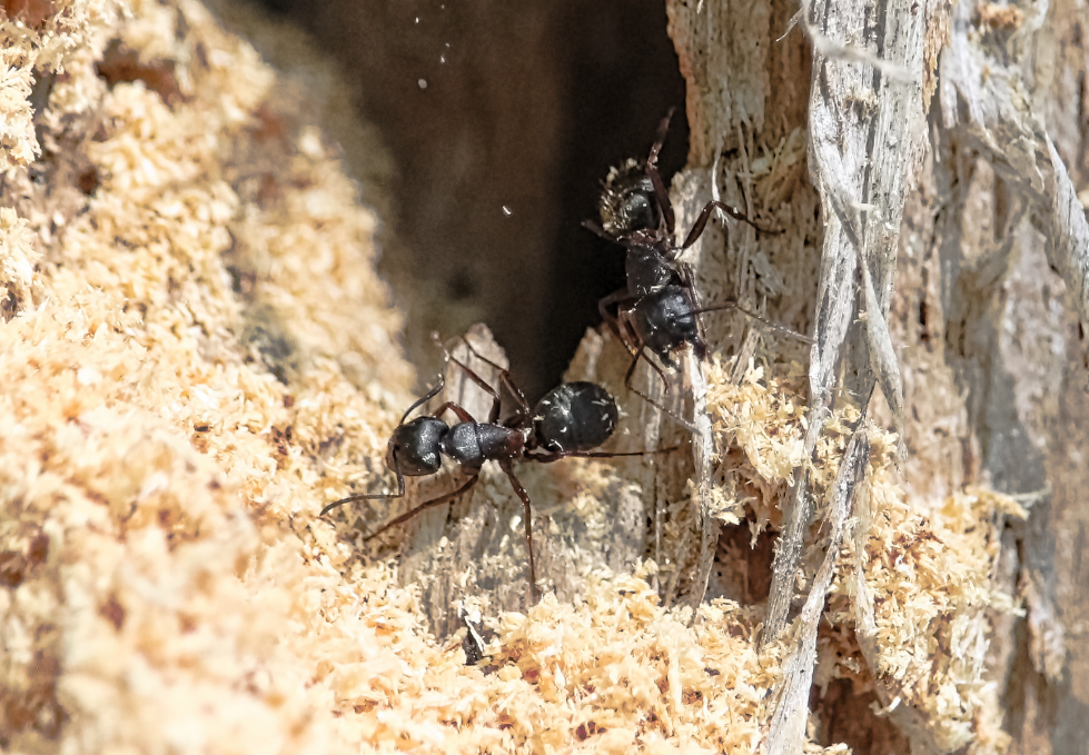 comment-vous-debarrasser-des-fourmis-charpentieres