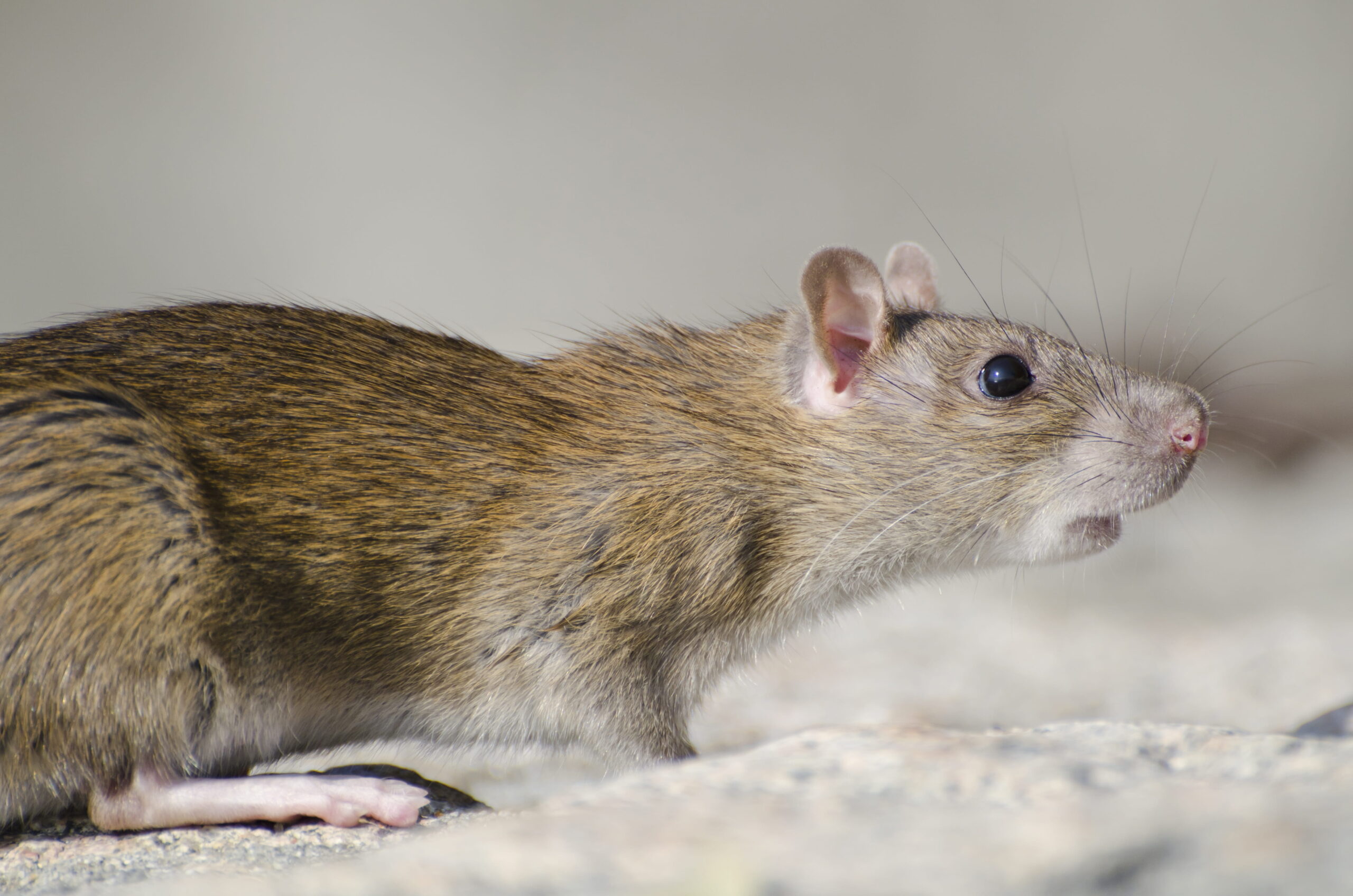 Exterminateur de rat au Québec