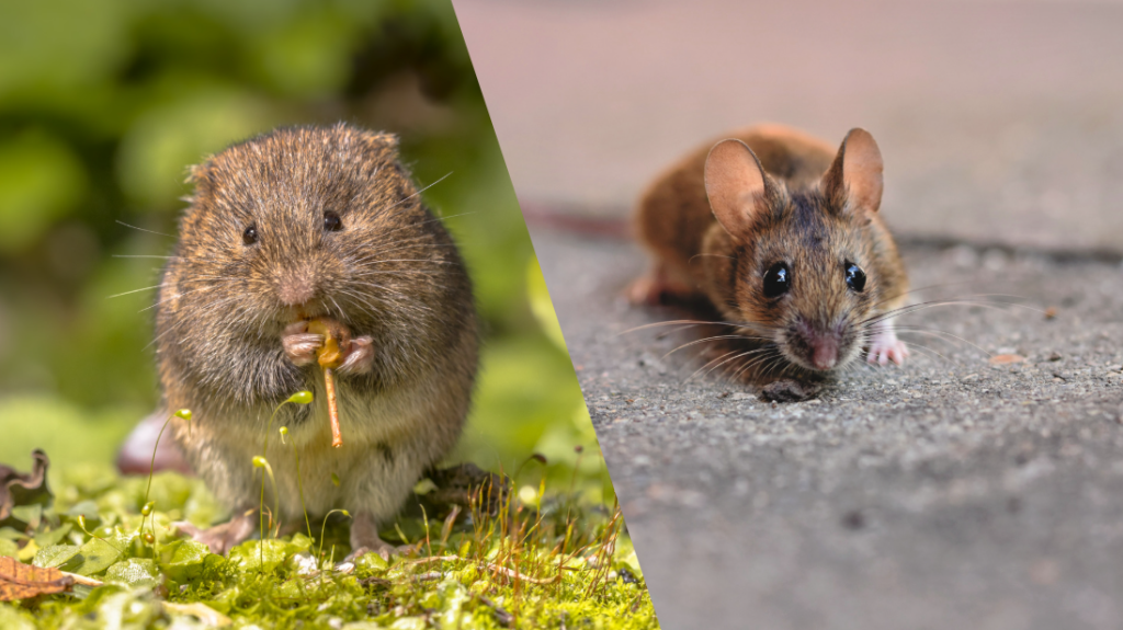 mulot-vs-souris