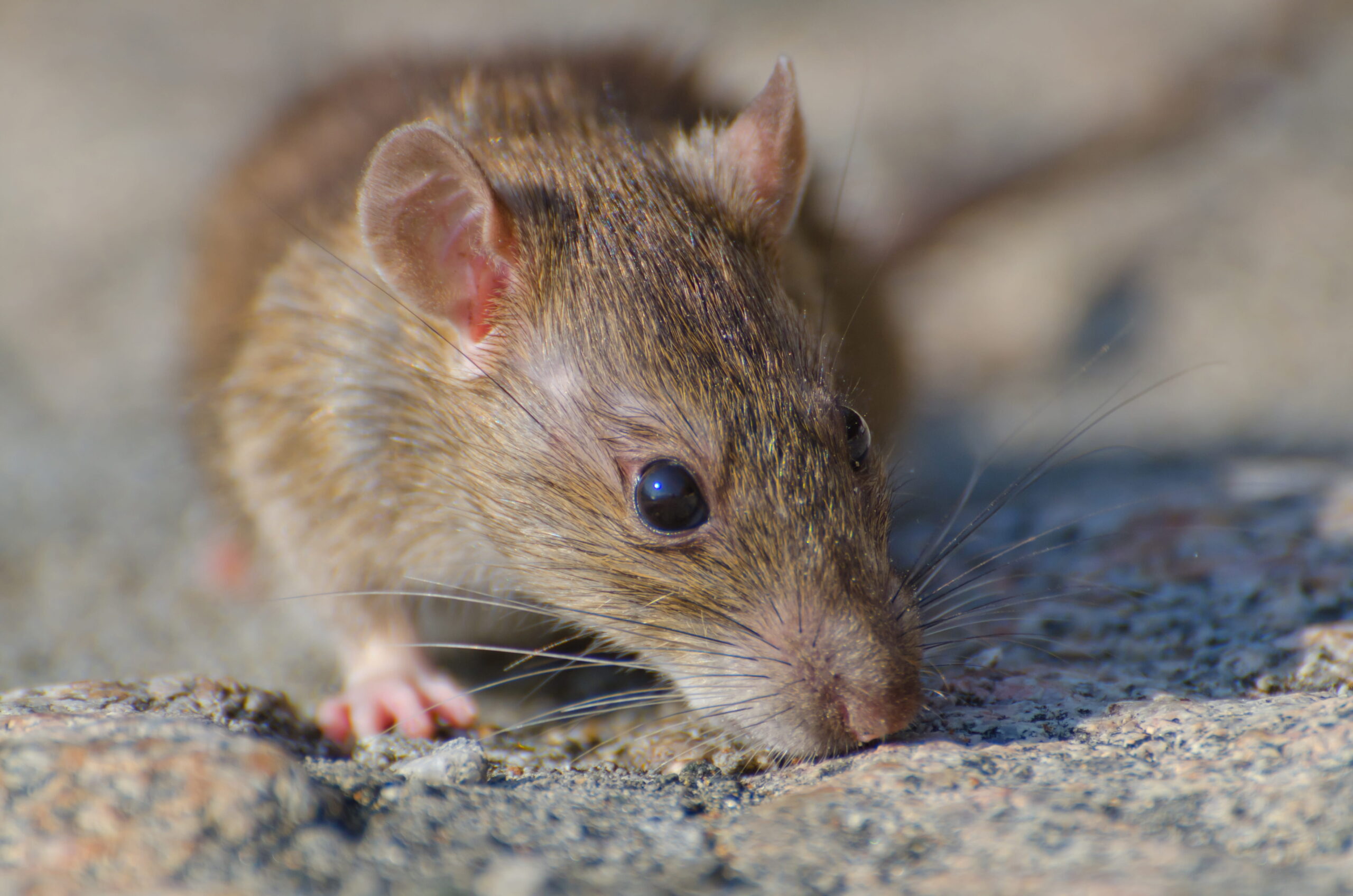 Rat au Québec
